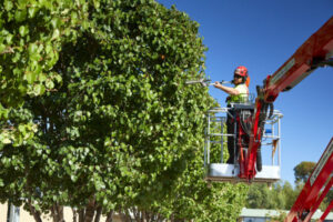 Tree Removal Hawkesbury Council